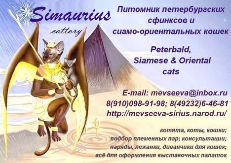 Питомник «Simaurius» - петербургские сфинксы и восточные кошки